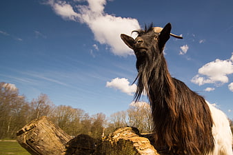 Black and white goat standing on log against blue sky