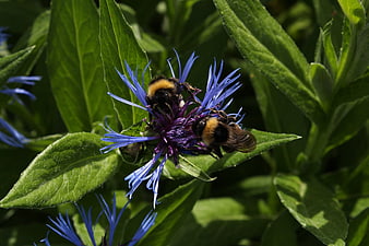 Two bumblebees pollinating a vibrant blue cornflower