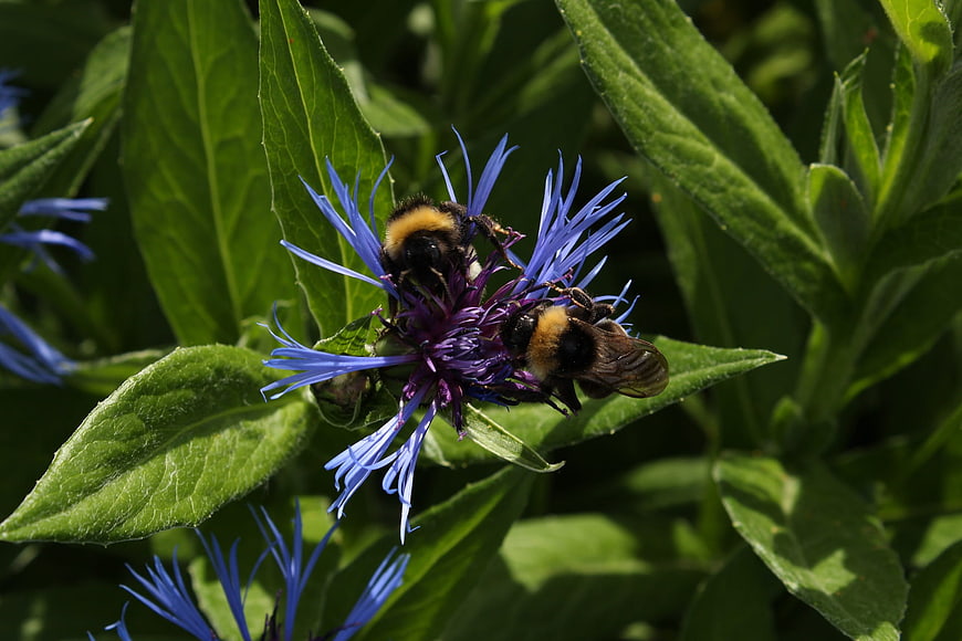 Two bumblebees pollinating a vibrant blue cornflower