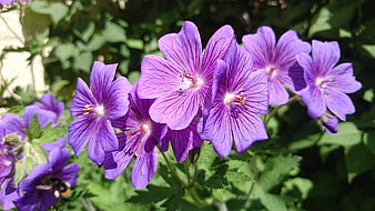 Close-up of vibrant purple geranium flowers in sunlight