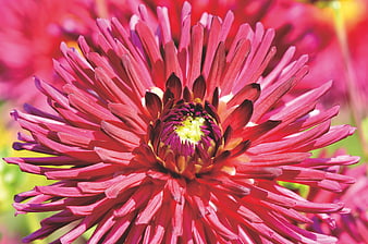 Vibrant Red Dahlia Flower Close Up