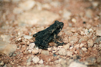 Close-up of a dark toad on gravel ground