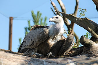 White-headed vulture perched on a tree branch