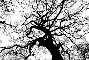 Black and white silhouette of bare tree branches against sky