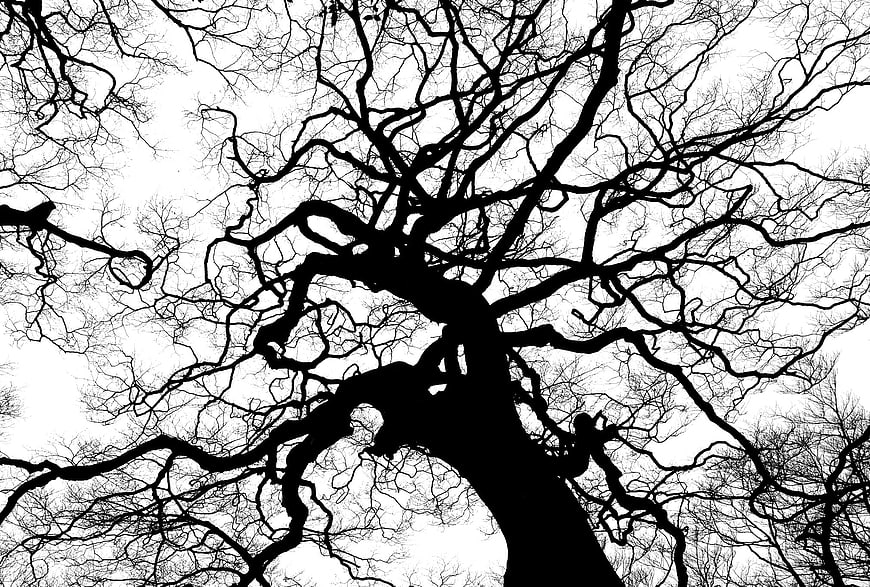 Black and white silhouette of bare tree branches against sky