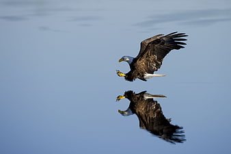 Bald Eagle Flying Low Over Water with Reflection