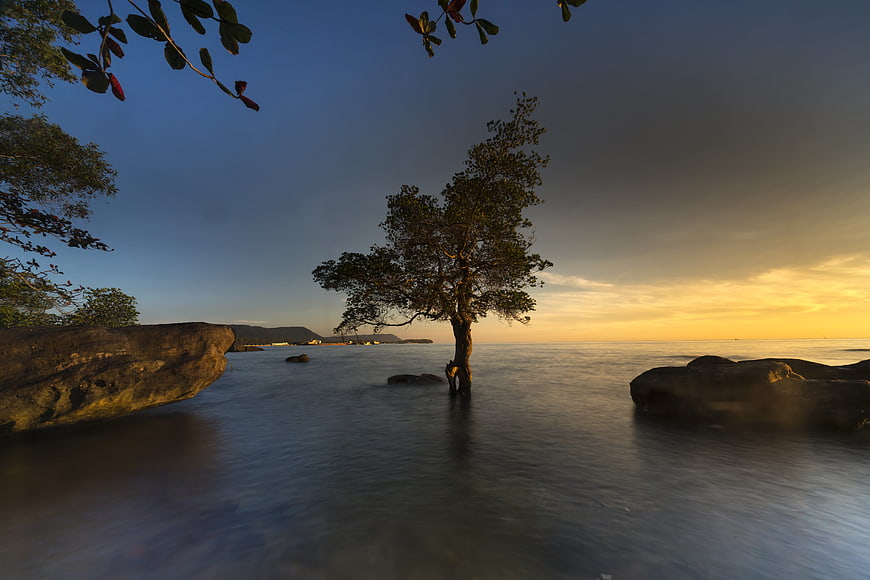 Lone Tree in Ocean at Sunset with Smooth Water
