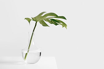 Minimalist Monstera Leaf in Clear Glass Vase on White Background