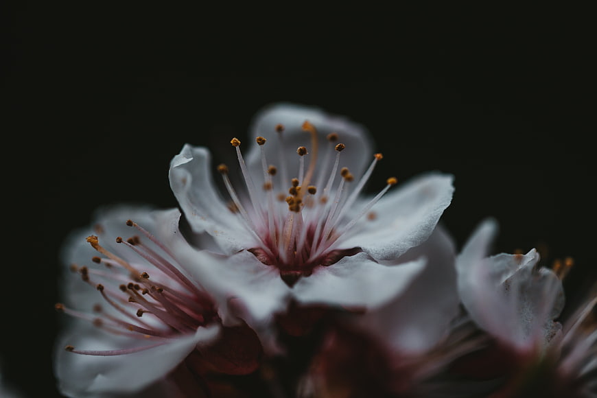 Close-up of white cherry blossom on dark background