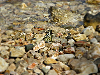 Yellow and black butterfly resting on river stones