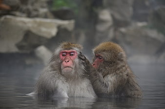 Two Japanese Macaques Bathing in a Misty Hot Spring