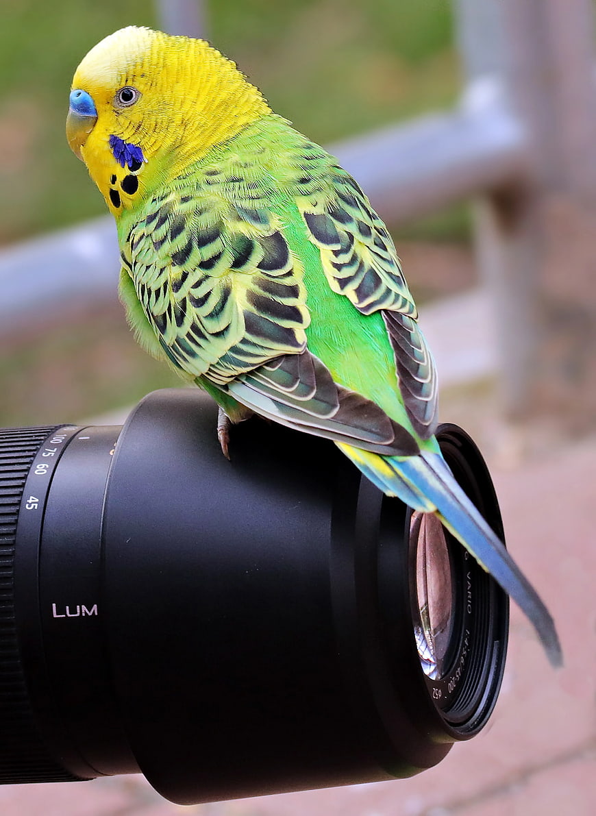 Green and Yellow Budgerigar Perched on Camera Lens