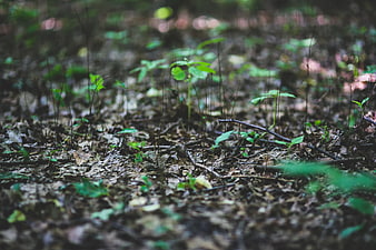 Young green plants sprouting from forest floor leaf litter