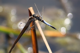 Blue Dragonfly Perched on Reed with Bokeh Background