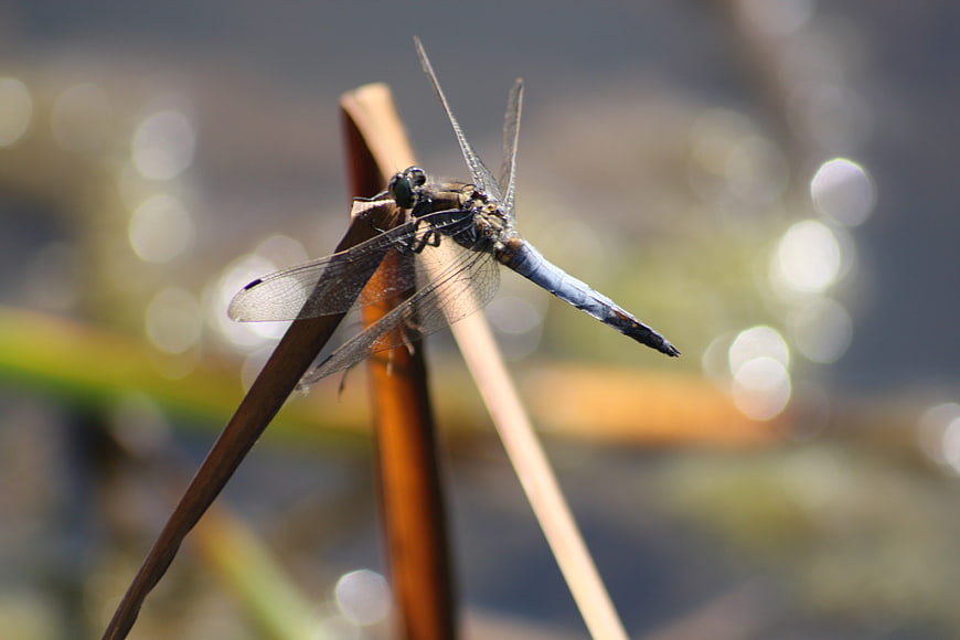 Blue Dragonfly Perched on Reed with Bokeh Background