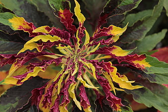Close-up of vibrant red and yellow ornamental amaranth leaves