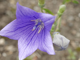 Close-up of purple balloon flower with detailed petals