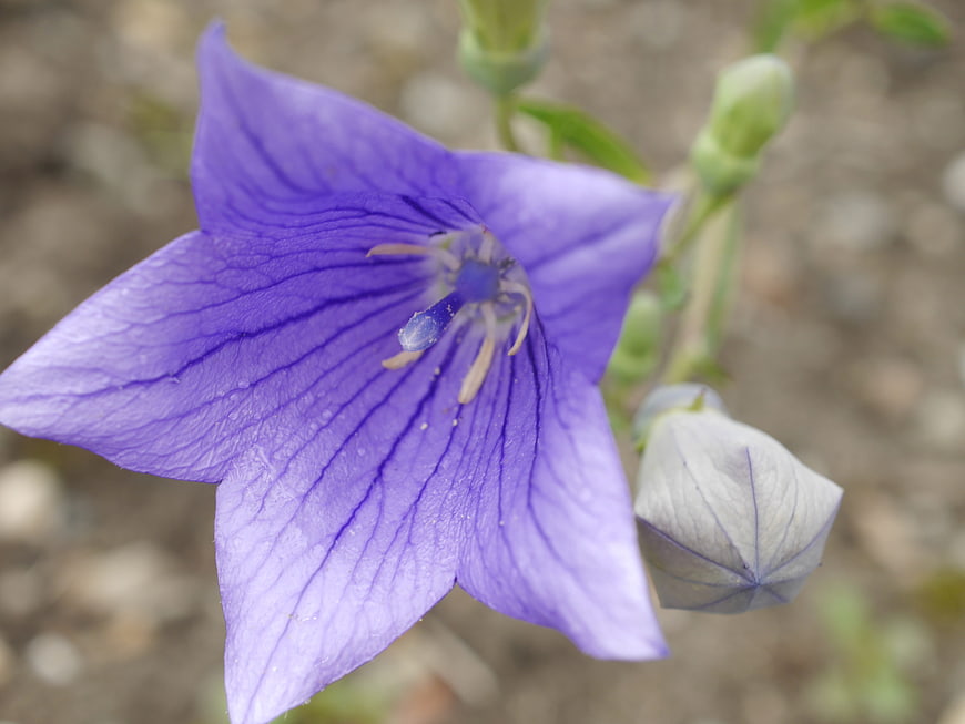 Close-up of purple balloon flower with detailed petals