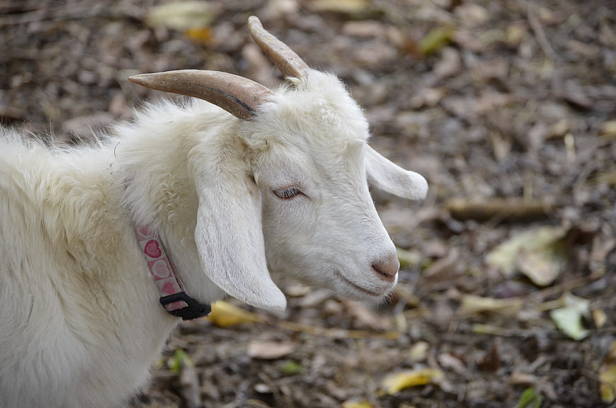 Close-up of a white goat with horns and a pink collar