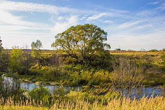 Serene River Landscape with Large Tree and Blue Sky