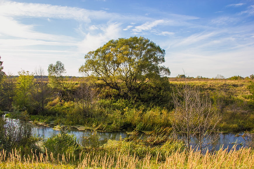 Serene River Landscape with Large Tree and Blue Sky