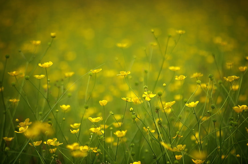 Yellow Buttercup Flowers in a Green Meadow