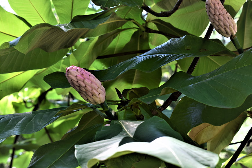 Pink Magnolia Flower Bud Surrounded by Large Green Leaves