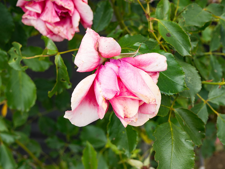 Close-up of pink rose with green leaves in garden