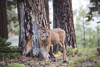 Young male deer with velvet antlers standing in pine forest
