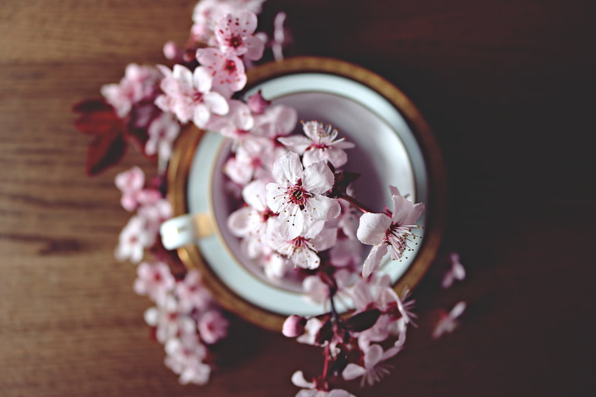 Pink cherry blossoms in a vintage teacup on a wooden table