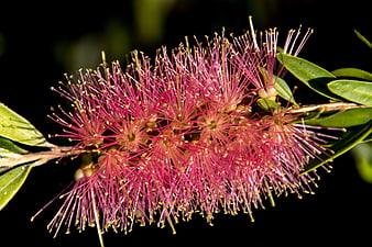 Close-up of vibrant pink bottlebrush flower on dark background