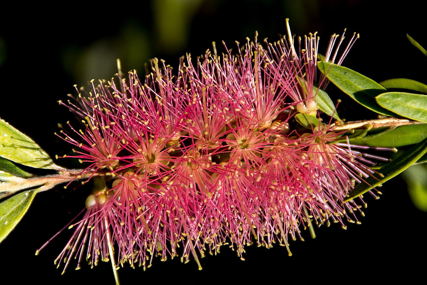 Close-up of vibrant pink bottlebrush flower on dark background