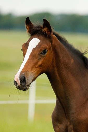 Close-up portrait of a brown foal with white blaze in pasture