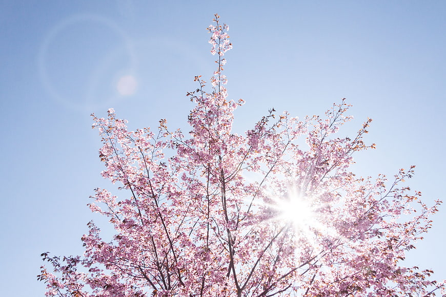 Pink cherry blossoms blooming against a bright blue sky with sun flare
