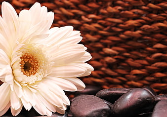 White Gerbera Daisy on Smooth Stones with Woven Background