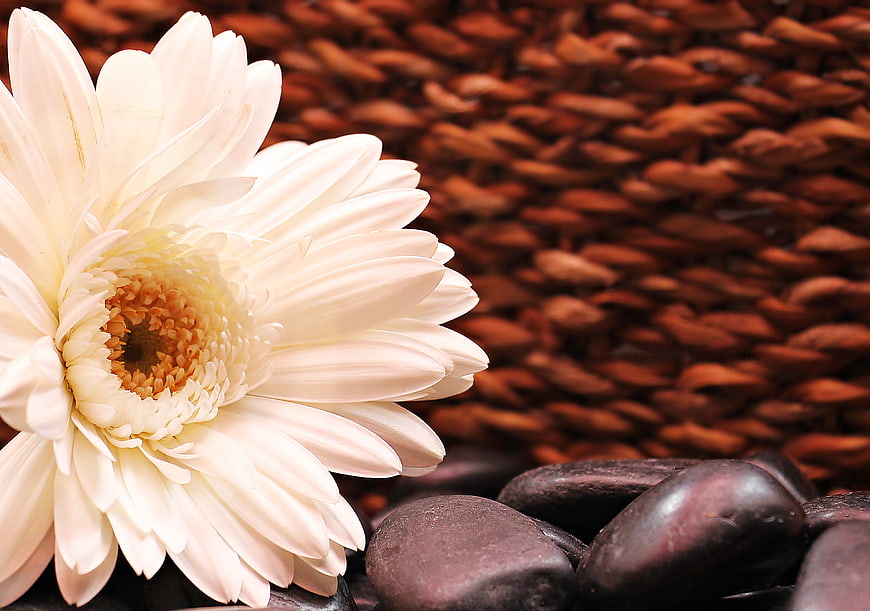 White Gerbera Daisy on Smooth Stones with Woven Background