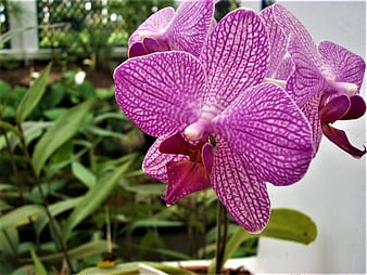 Close-up of vibrant purple phalaenopsis orchid with intricate petal patterns