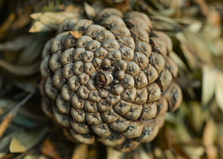Close-up of textured pine cone on forest floor