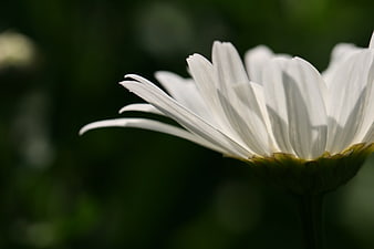 Close-up of White Daisy Petals with Dark Green Background