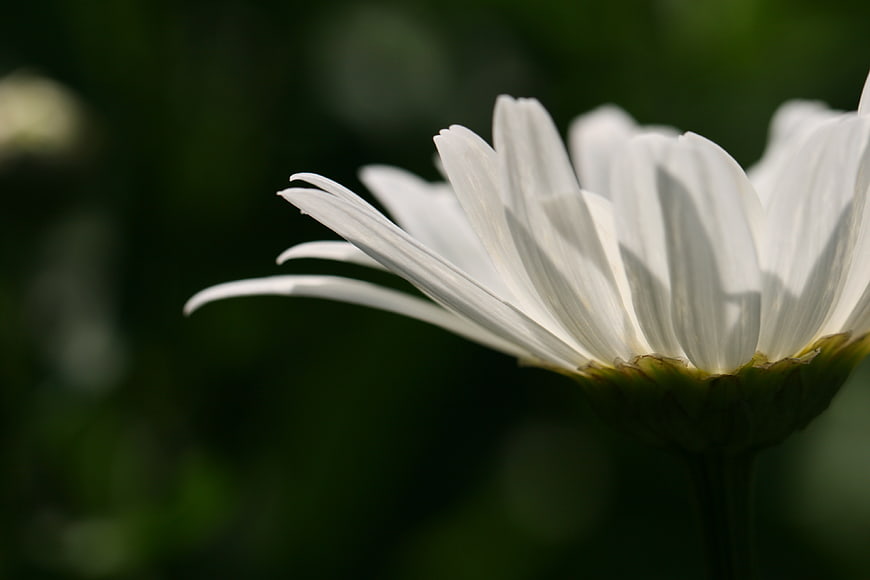 Close-up of White Daisy Petals with Dark Green Background