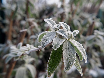 Close-up of frost-covered green leaves in winter