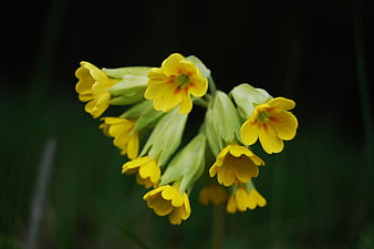 Yellow Cowslip Wildflowers in Spring Meadow