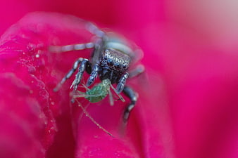 Macro shot of jumping spider eating aphid on pink flower