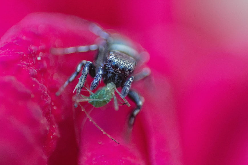 Macro shot of jumping spider eating aphid on pink flower