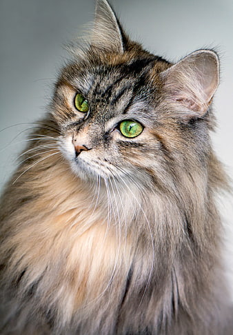 Close-up Portrait of Fluffy Tabby Cat with Green Eyes