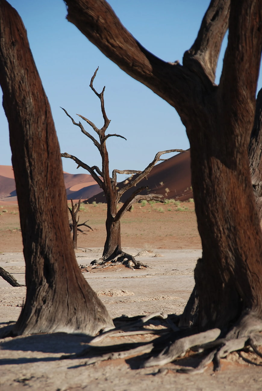 Dead Trees in Deadvlei Desert Landscape