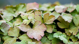 Close-up of frosty green leaves in winter garden