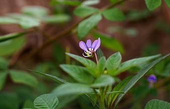 Close-up of a delicate purple wildflower with green leaves