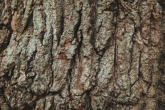 Close-up of rough textured tree bark surface