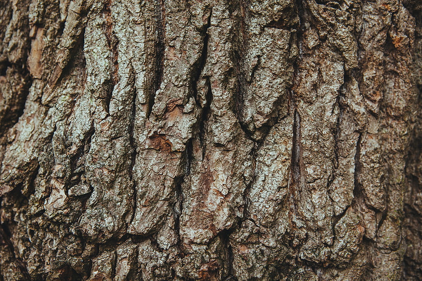 Close-up of rough textured tree bark surface